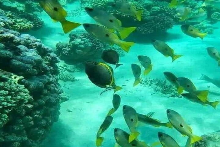 Mikumi National Park Safari Day Trip from Zanzibar