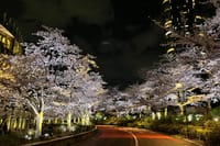 2-Hr Tokyo Night Bike Tour: Shibuya, City Lights & Tokyo Tower 5