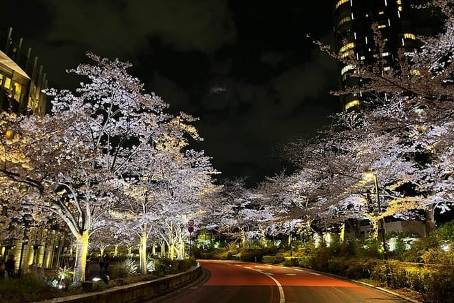 2-Hour Tokyo Night Bike Tour: Shibuya, City Lights & Tokyo Tower photo 5