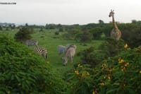 Crescent Island Game Park