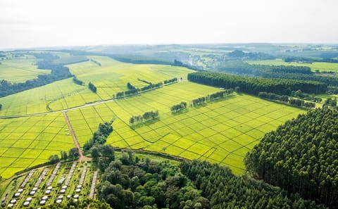 Kiambethu Tea Farm Tour with Lunch from Nairobi
