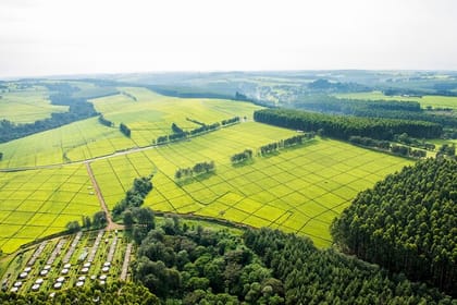 Kiambethu Tea Farm Tour and Lunch From Nairobi