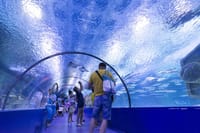 Alanya: Antalya Aquarium Ticket With Optional Transfer 4