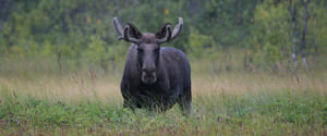 Moose Safari