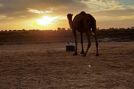 Camel Ride and Hiking Adventure in the Atlas Mountains from Marrakech