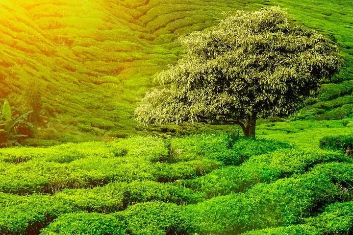 Sri Lanka North East Tour | 10 Nights