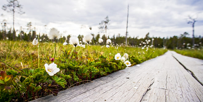 Trip to Korouoma Canyon - Rovaniemi photo 4