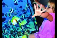 Semi Submarine (Sea Trip) 2 Hours With Transfer - Sharm El Sheikh 3