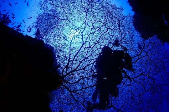 DiveGurus -Scuba Diving in Boracay