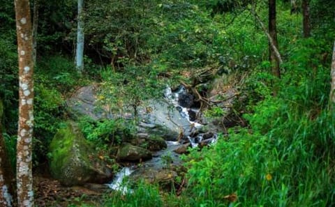 Adventure and Nature Tour in Kandy and Kitulgala, Sri Lanka