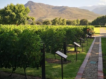 Vineyards on a wine estate in Franschhoek