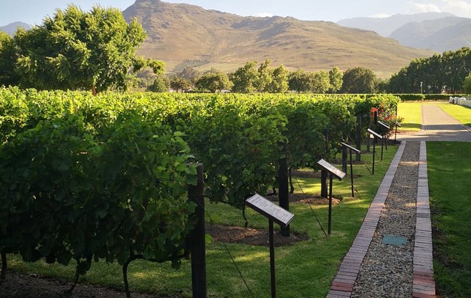 Private Guided Tour of Cape Winelands from Cape Town