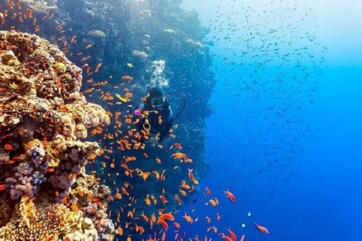 Full Day Coral Garden Snorkeling & Diving with Lunch : Marsa Alam