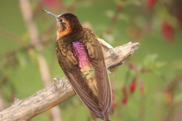 Private Antisana Volcano Tour and Bird Watching in Ecuador