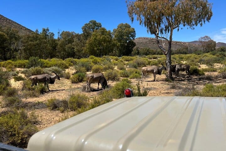 Cape Town Aquila Game Reserve Big 5 Sunset Safari with Transport