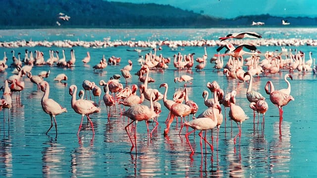 lake -nakuru -flamingos-classic-safari-kenya