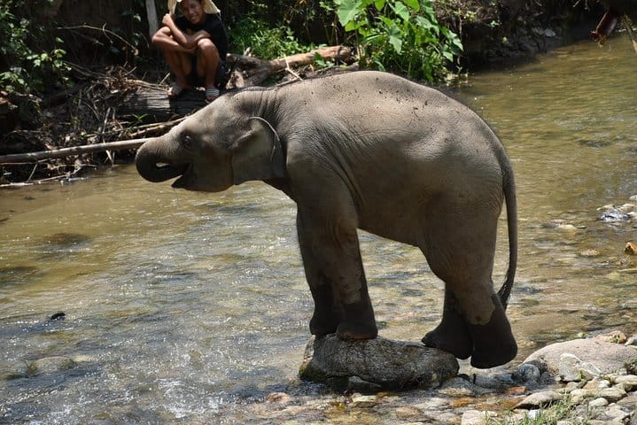 Care Pride Elephants: Full-Day Tour Experience