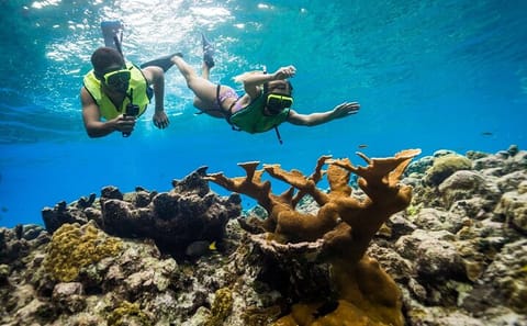 Snorkeling and Boat Ride Adventure in Montego Bay