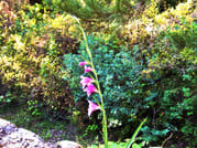 Private Tour - Douliana and Almyrida Nature Walk 5