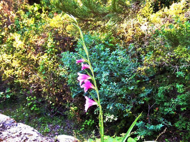 Private Tour - Douliana and Almyrida Nature Walk 5