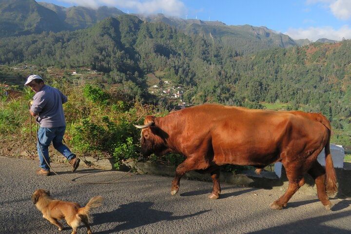 Madeira Cabriolet Scenic Roads West Connection Nature And Pools