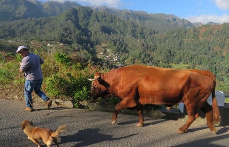 Scenic Cabriolet Tour of Madeira's Coastal Nature and Pools