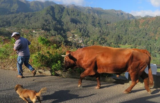 Madeira Cabriolet Scenic Roads West Connection Nature And Pools