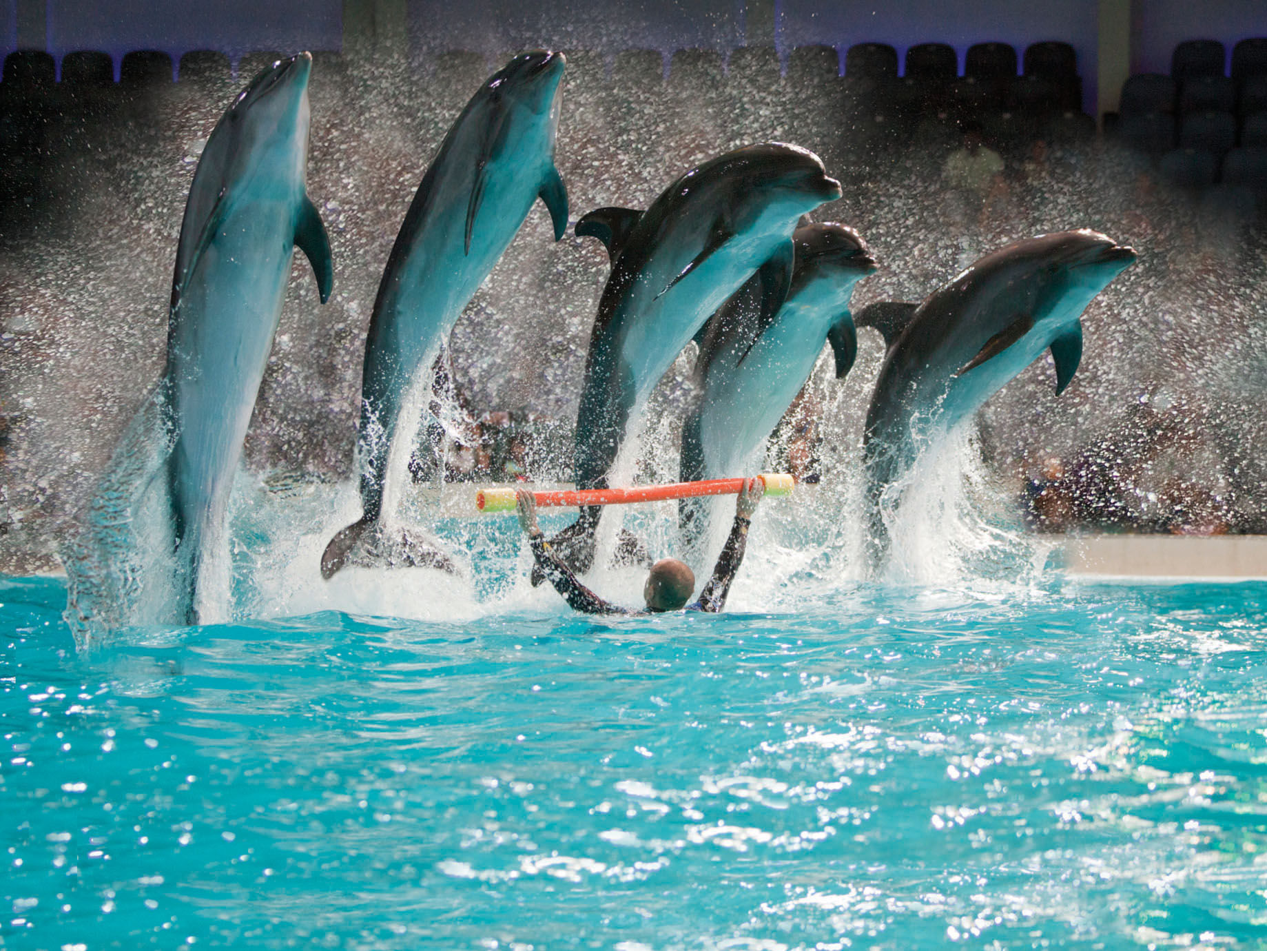 Dubai Dolphinarium Ticket with Daytur