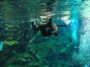 Silfra Snorkel Tour 10