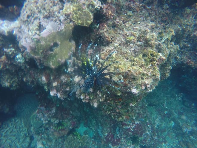 East Bali: Fishing Tour Spear or Line at Virgin Beach 7