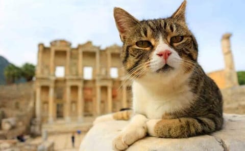 Private Ephesus Tour from Çeşme or Izmir Ports
