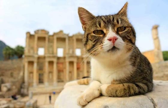 Best-Seller: EPHESUS PRIVATE TOUR From Cesme Port or Izmir Port