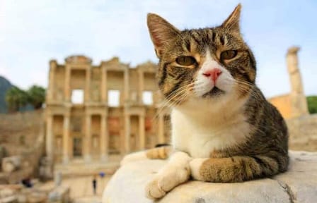 Private Ephesus Tour from Çeşme or Izmir Ports