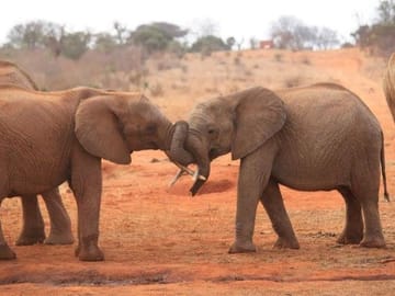 Two baby elephants