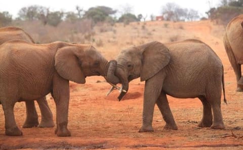 Private Full-Day Safari Tour Amboseli National Park with Lunch