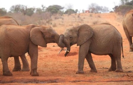 Private Full-Day Safari Tour Amboseli National Park with Lunch