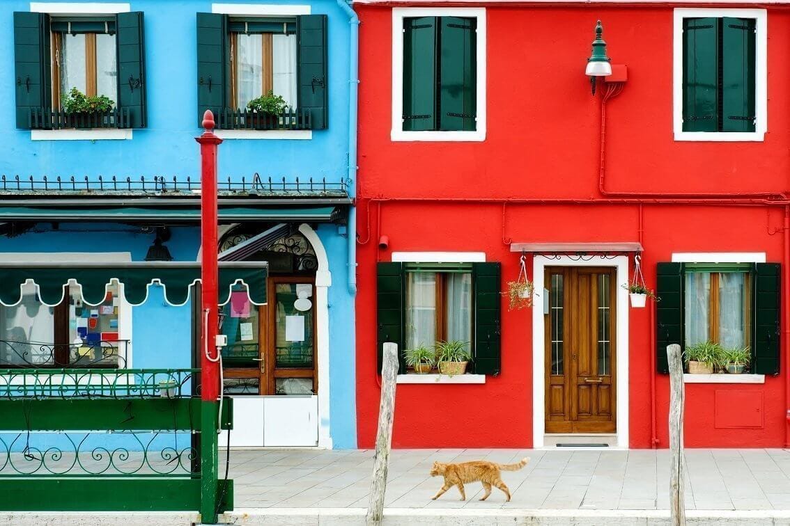 Cute cat among vibrant colorful houses in Burano, Venice Italy
