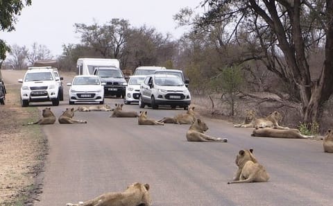 Private Nairobi National Park Tour During Airport Layover