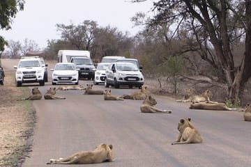 Private Nairobi National Park Tour During Airport Layover