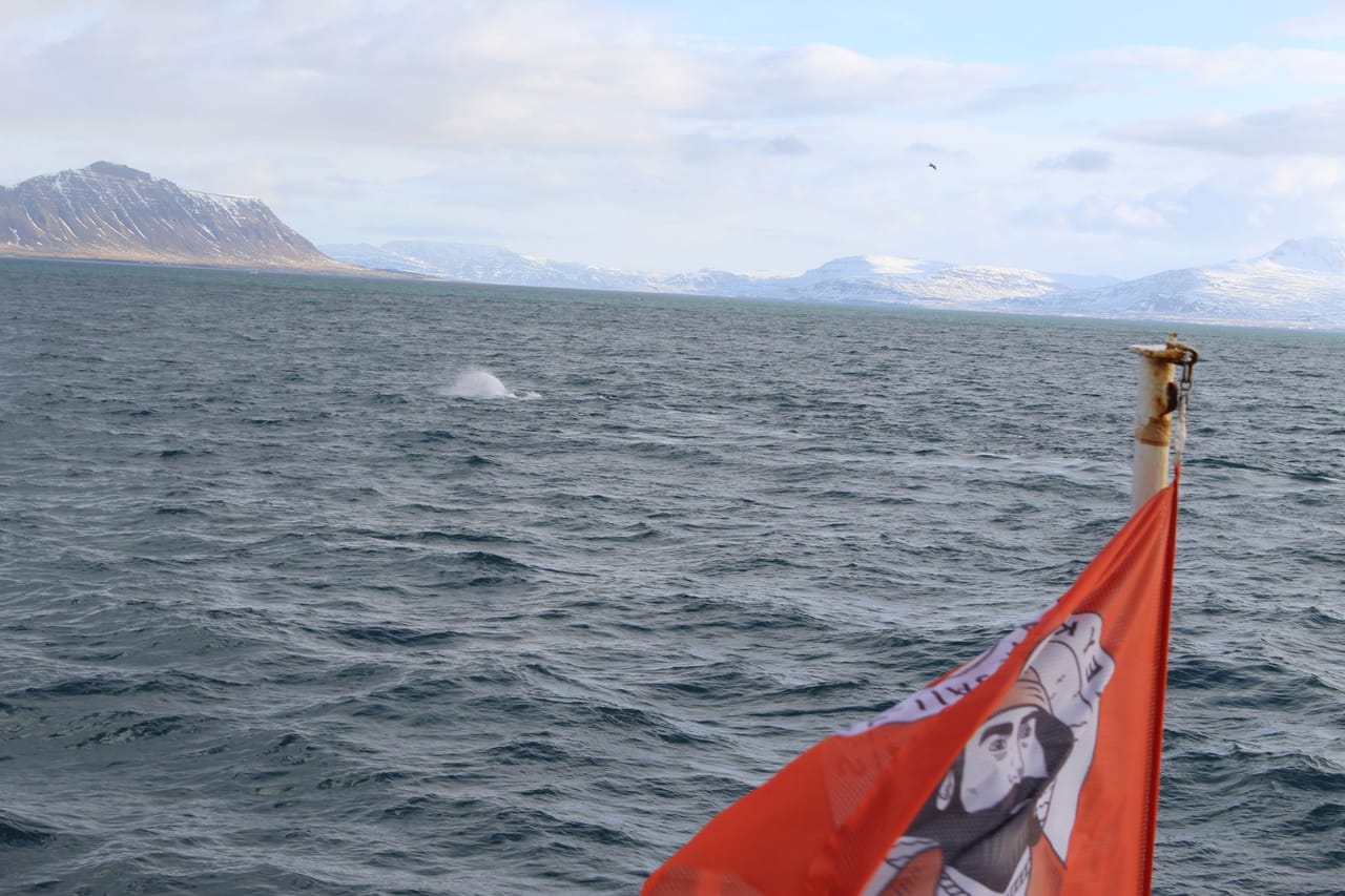 View from a whale watching boat sailing through Icelandic waters