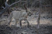 Asiatic Lion at Gir National Park