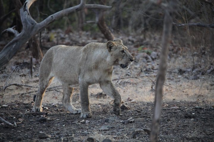 Asiatic Lion at Gir National Park