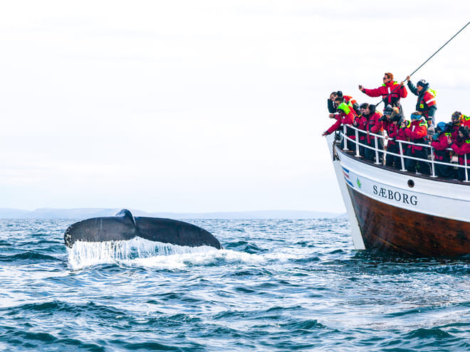 Húsavík Original Whale Watching photo 6