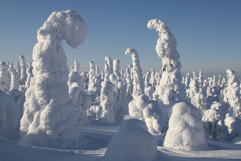 Snow covered trees at Kuntivaara hill