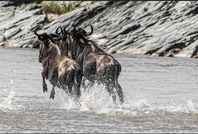 9-Day Great Migration & Crater Safari 4