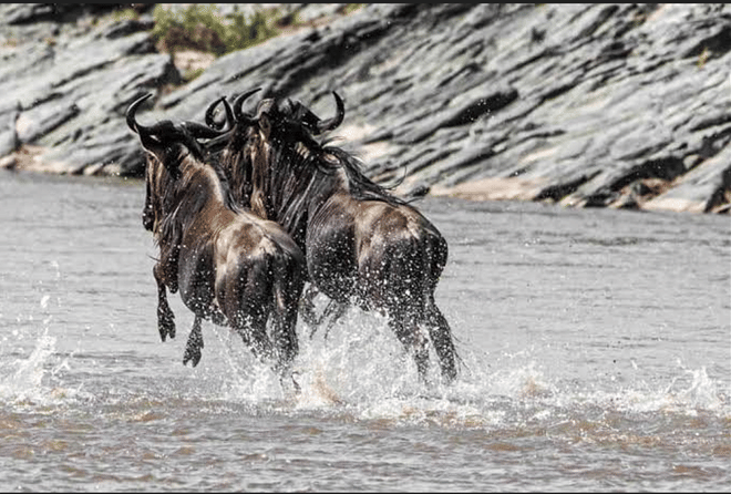 9-Day Great Migration & Crater Safari photo 4