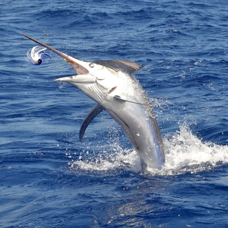 Big Game Fishing Charter – Paille-en-Queue