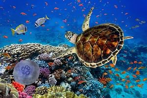 Full Day Marsa Mubarak Snorkeling Sea Trip & Lunch With Transfer – Marsa Alam