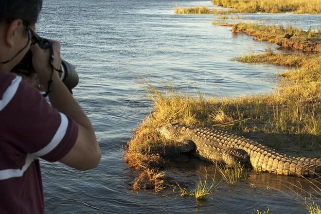 Massive Crocodile, Chobe River
