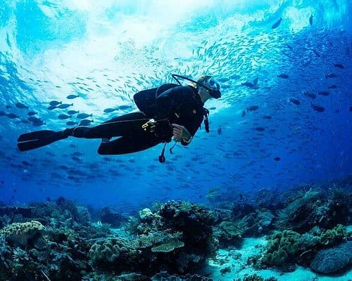 Dubai : Scuba Diving in Arabian Gulf Marine Life